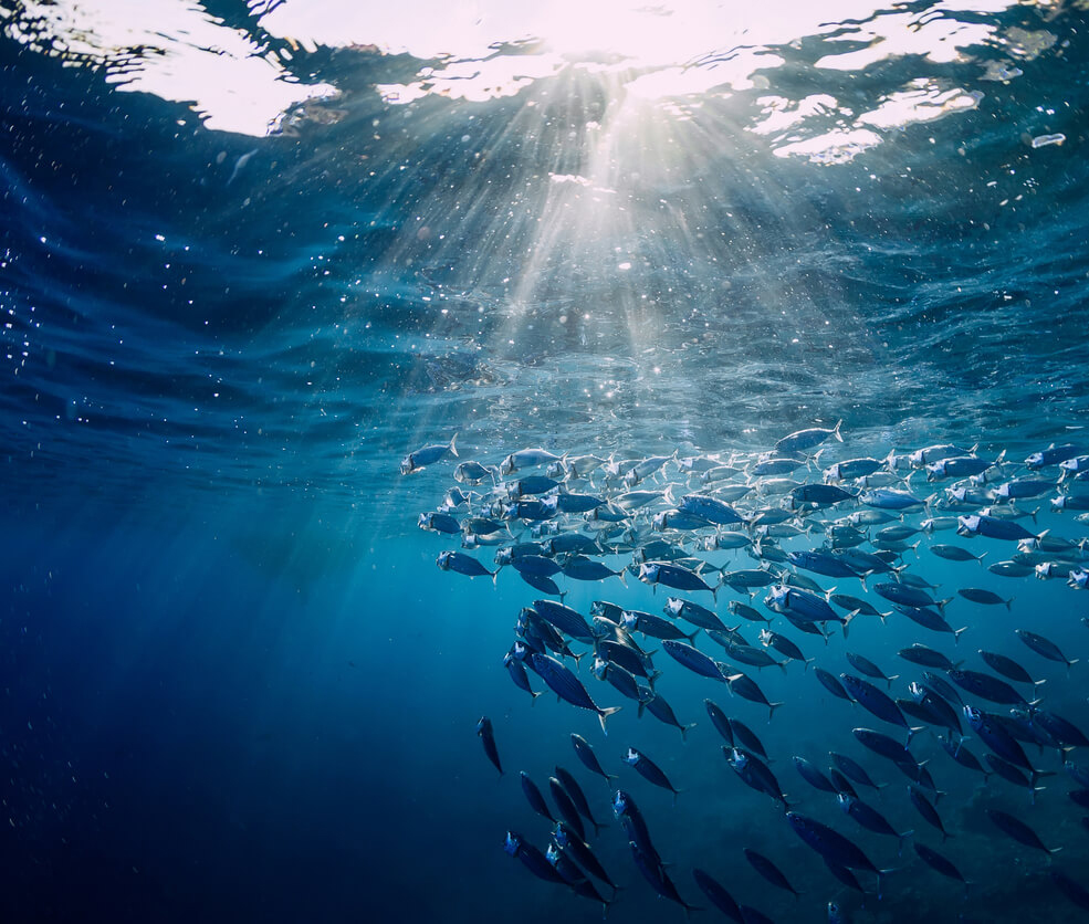 Responsabilidad ambiental | Fundación Fish Nation